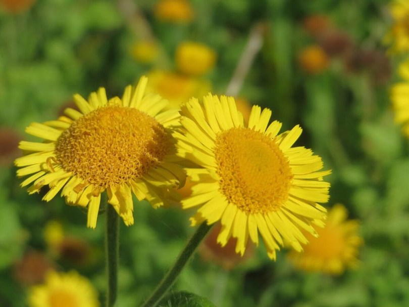 Mezei bolhafű, Pulicaria dysenterica, etnobotanika